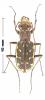 Lophyra obliquograciliaenea